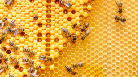 Larvae of bees in the combs.