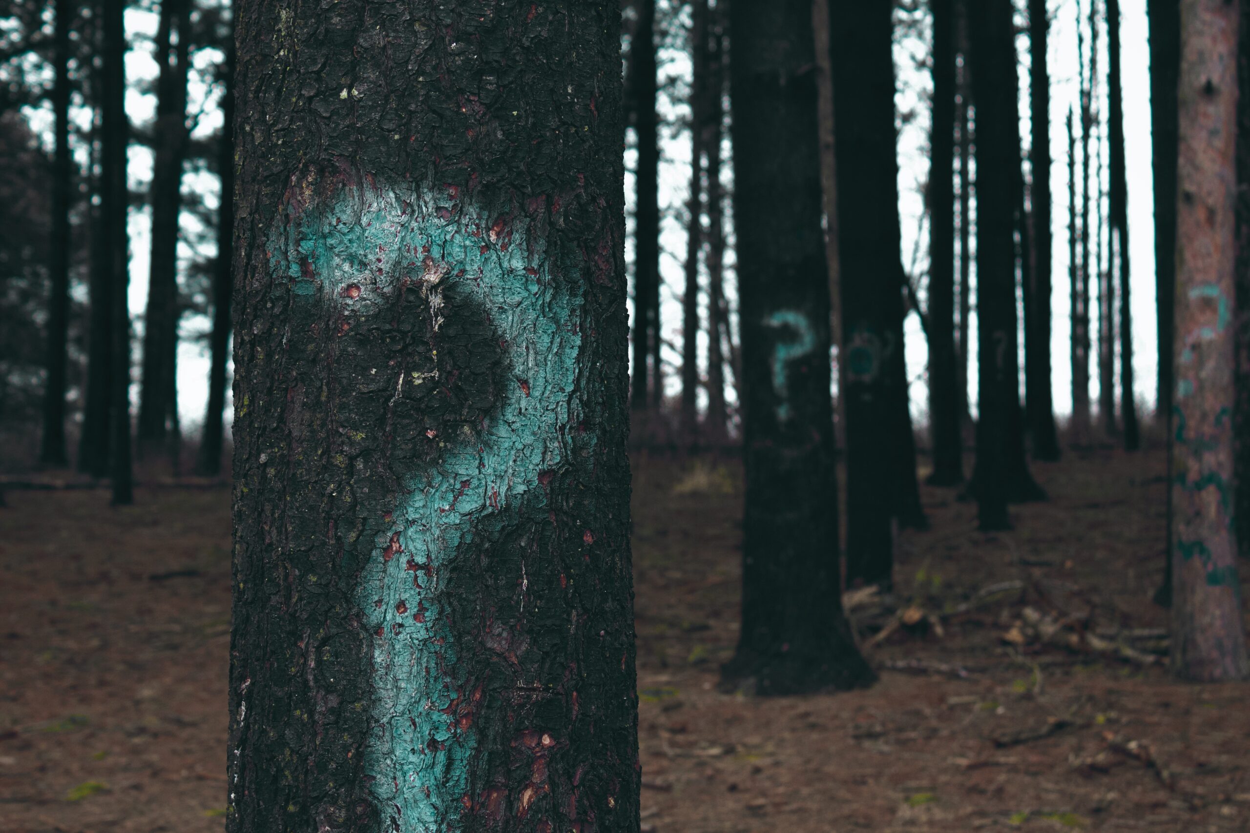 Rows of tree trunks with question marks spray painted on them.