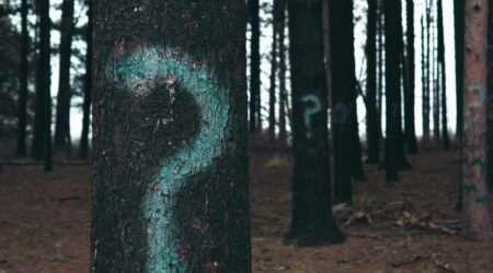 A row of trees in a forest with white question marks spray painted on to their trunks.