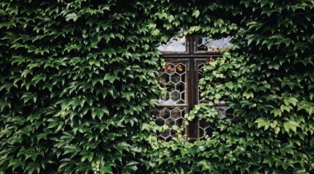 A house compeltely covered with ivy so that the only thing you can see apart from ivy is part of a window.