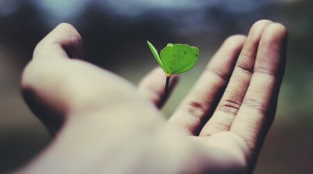A three leaf clover standing up in a person's hand.