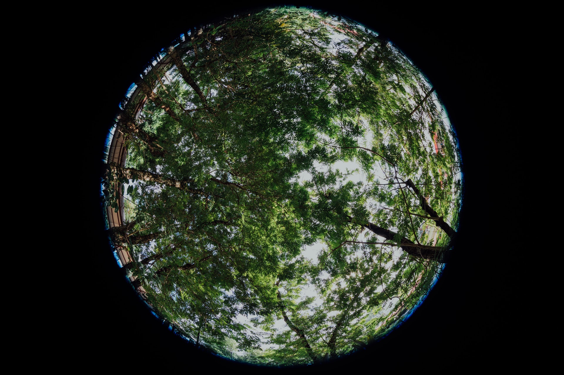 A circular image of a tree canopy with the rest of the frame blacked out.