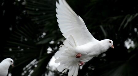 A white dove taking flight. Doves are symbols of the honesty we want in our ESG.
