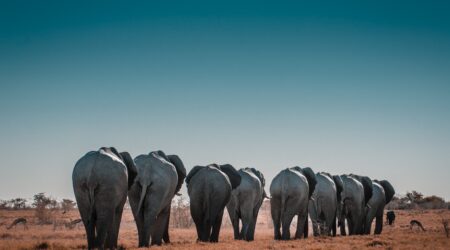 A line of elephants following their leader and advisor who they trust through the savannah.